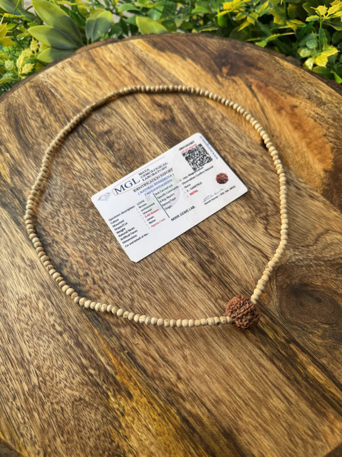 1 Round 7 Mukhi Rudraksh With Original Tulsi Mala(lab certified) The Vrinda Store - Original Tulsi Kanthi Mala Shop In Vrindavan